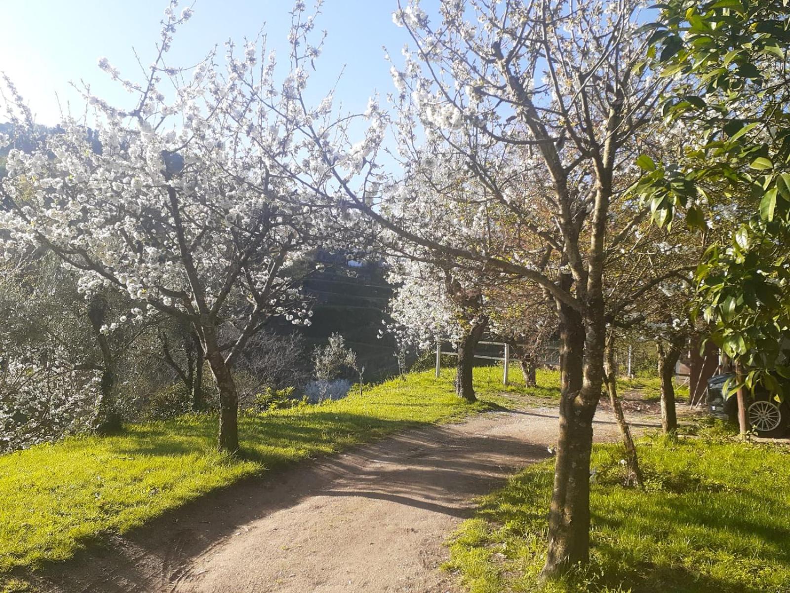 Quinta Dos Carvalhos The Wine House Farm In Center Of Lamego - Capital Of The Douro Villa ภายนอก รูปภาพ